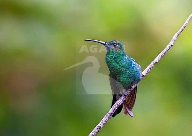 White-vented Plumeleteer, Chalybura buffonii, in Colombia. stock-image by Agami/Marc Guyt,