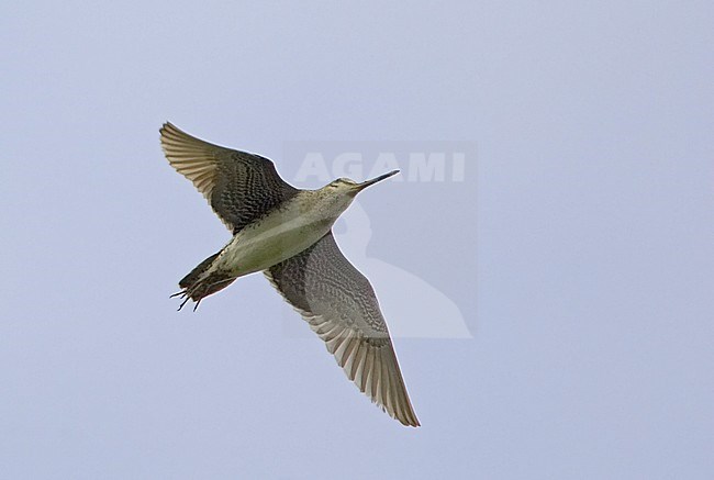 Siberische Snip in vlucht, Swinhoe's Snipe in flight stock-image by Agami/Tomi Muukkonen,