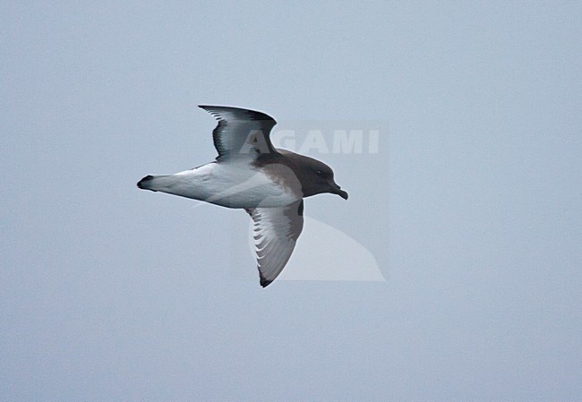 Antarctische Stormvogel vliegend; Antarctic Petrel flying stock-image by Agami/Marc Guyt,