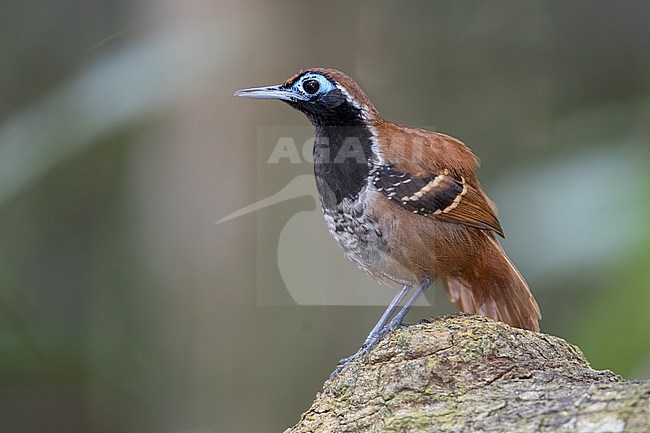 A male Ferruginous-backed Antbird (Myrmoderus ferrugineus ferrugineus) at Manaus, Brazil. stock-image by Agami/Tom Friedel,