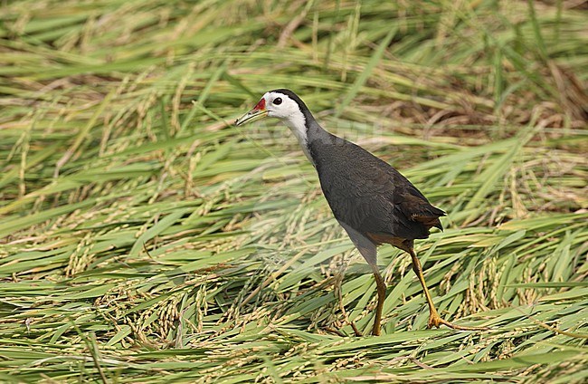 White-breasted Waterhen (Amaurornis phoenicurus) in wetlands in Thailand stock-image by Agami/Helge Sorensen,