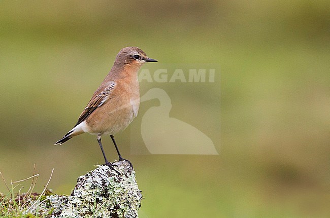 Groenlandse Tapuit; 'Greenland' Northern Wheatear stock-image by Agami/David Monticelli,