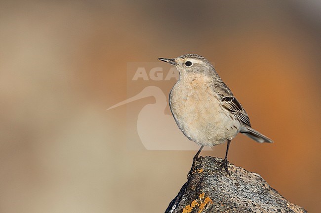 Water Pipit - Bergpieper - Anthus spinoletta ssp. blakistoni, Kyrgyzstan, adult stock-image by Agami/Ralph Martin,