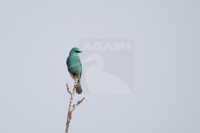 Verditer Flycatcher (Eumyias thalassinus) at Doi Angkang, Thailand stock-image by Agami/Helge Sorensen,