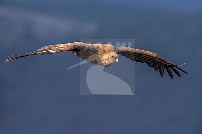 Vale Gier in vlucht, Griffon Vulture in flight stock-image by Agami/Daniele Occhiato,