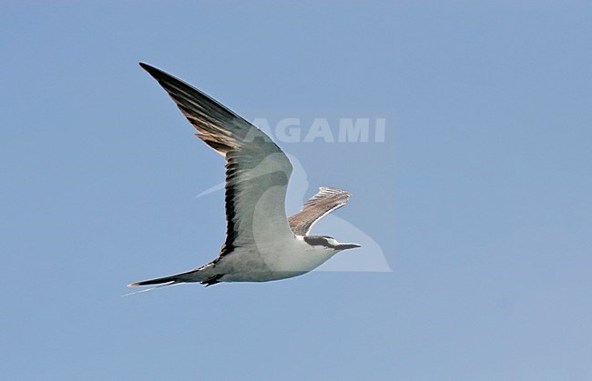 Vliegende Bonte Stern, Sooty Tern in flight stock-image by Agami/Pete Morris,