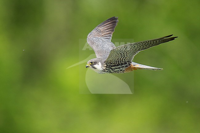 Eurasian Hobby (Falco subbuteo) flying in front of green background in Switzerland. stock-image by Agami/Marcel Burkhardt,