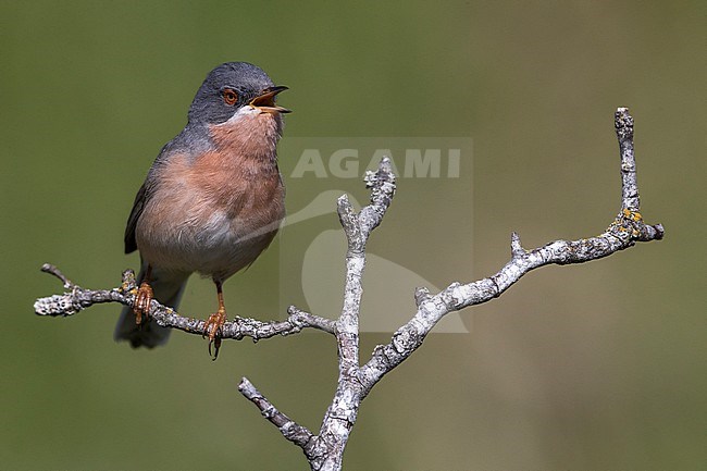 Oostelijke Baardgrasmus; Eastern Subalpine Warbler stock-image by Agami/Daniele Occhiato,