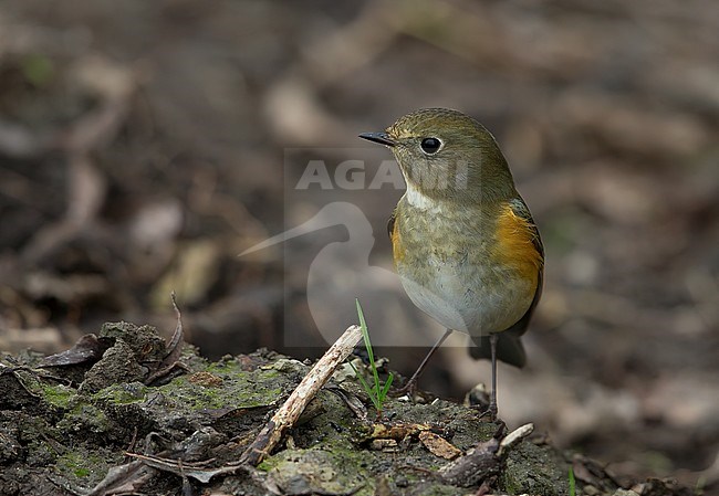 First winter male bird. stock-image by Agami/Kris de Rouck,