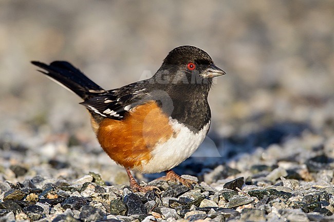 Adult male
Vancouver, B.C., Canada
January 2013 stock-image by Agami/Brian E Small,