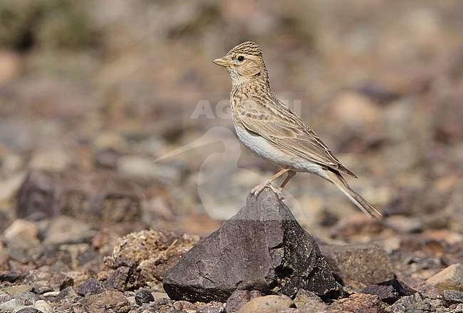 Asian Short-toed Lark (Alaudala cheleensis) standing in Mongolian desert stock-image by Agami/James Eaton,