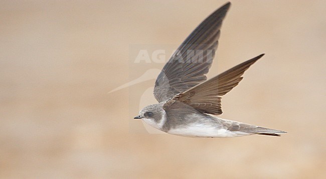 Vliegende Oeverzwaluw; Flying Sand Martin stock-image by Agami/Markus Varesvuo,