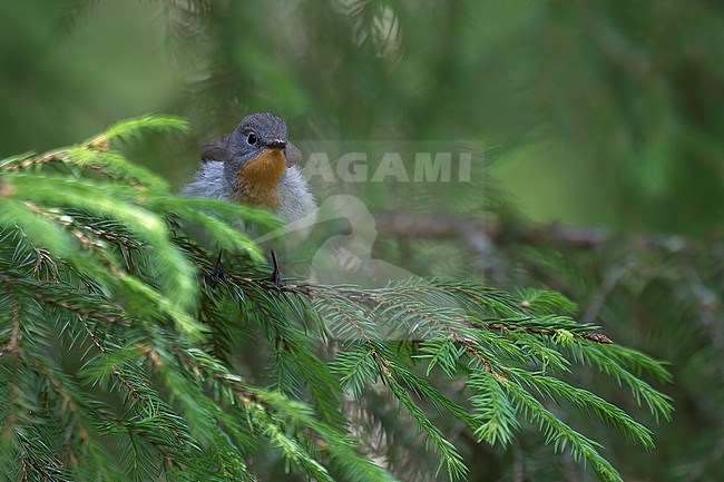 Red-breasted Flycatcher (Ficedula parva), front view of adult male perched on a spruce branch, Finland stock-image by Agami/Kari Eischer,