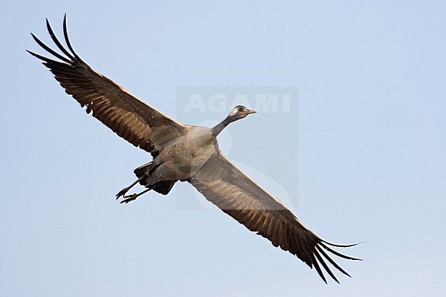 Common Crane flying; Kraanvogel vliegend stock-image by Agami/Markus Varesvuo,