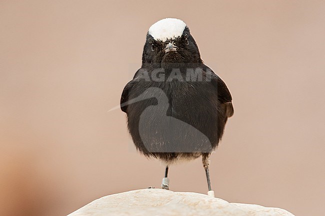 Adult White-crowned Wheatear (Oenanthe leucopyga) in a desert canyon near Eilat, Israel. Looking straight into the camera. stock-image by Agami/Marc Guyt,