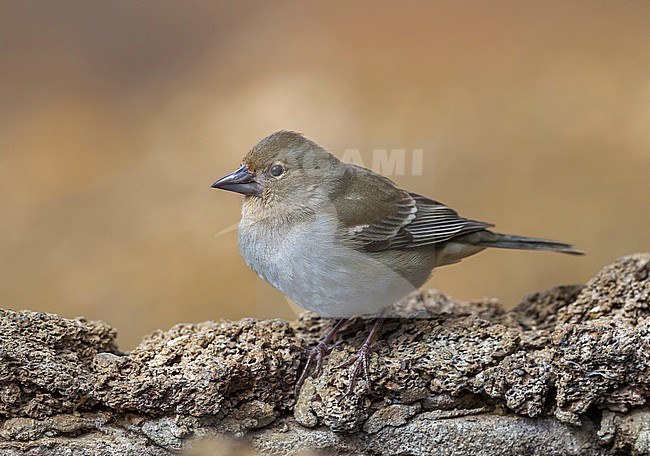 Blue Chaffinch at Merendero De Chio picnic area near Teyde, Tenerife, Canary Islands stock-image by Agami/Vincent Legrand,