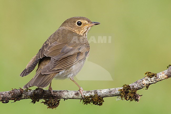 Adult
Galveston Co., TX
April 2010 stock-image by Agami/Brian E Small,