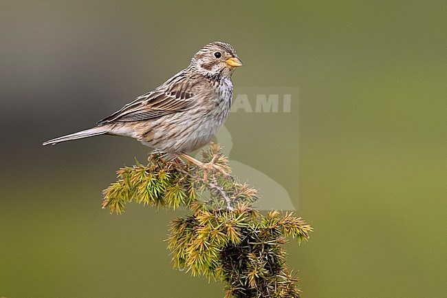 Corn Bunting, Emberiza calandra, in Italy. stock-image by Agami/Daniele Occhiato,