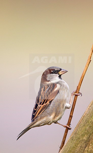 Mannetje Huismus, House Sparrow male stock-image by Agami/Roy de Haas,