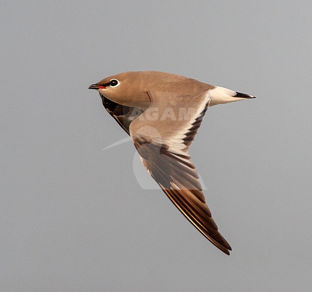 Small Pratincole (Glareola lactea) in typical river habitat in Asia. stock-image by Agami/Marc Guyt,