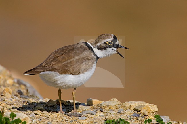 Little Ringed Plover standing; Kleine Plevier staand stock-image by Agami/Daniele Occhiato,