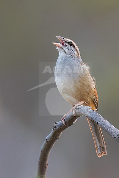 Cinnamon-tailed Sparrow (Peucaea sumichrasti) perched on a branch in Oaxaca, Mexico. stock-image by Agami/Glenn Bartley,