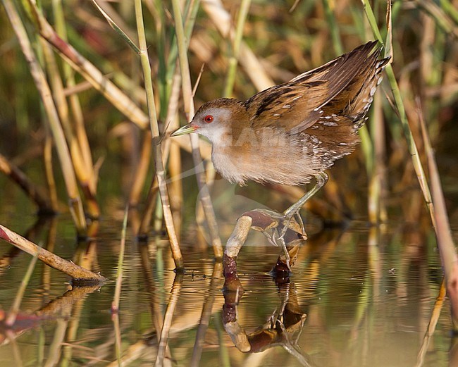 Little Crake - Kleines Sumpfhuhn - Zapornia parva, Cyprus, adult female stock-image by Agami/Ralph Martin,