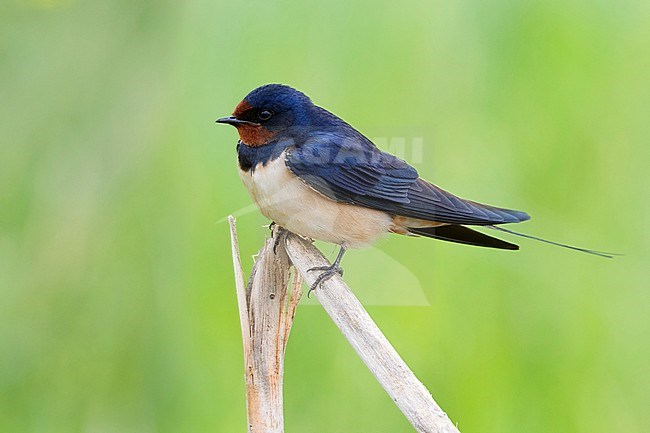 Barn Swallow (Hirundo rustica), adult perched on a  reed, Atena Lucana, Campania, Italy stock-image by Agami/Saverio Gatto,