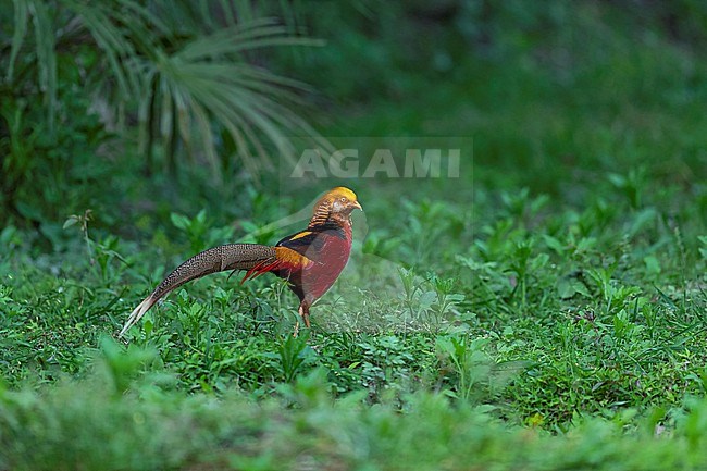 An adult male Golden Pheasant (Chrysolophus pictus) is walking proudly on a glade in Yangxian stock-image by Agami/Mathias Putze,