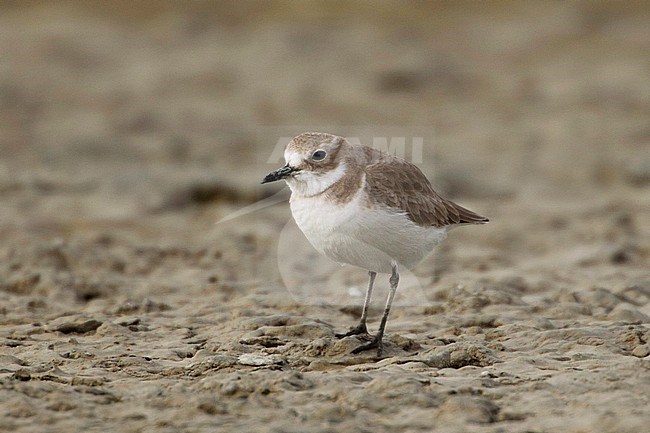 Onvolwassen Woestijnplevier, First winter Greater Sand Plover stock-image by Agami/David Monticelli,