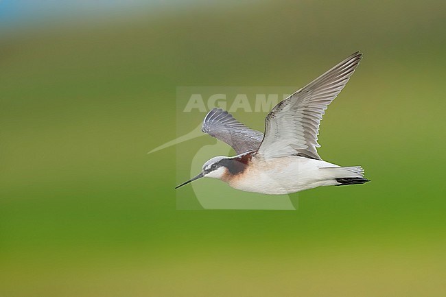 Adult female breeding 
Galveston Co., TX
May 2023 stock-image by Agami/Brian E Small,