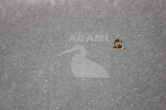 Blauwe Kiekendief vliegend in sneeuwstorm; Hen Harrier flying in snow blizzard stock-image by Agami/Menno van Duijn,