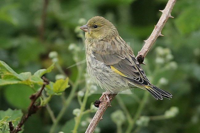 European Greenfinch (Chloris chloris), juvenile sitting in a blackberry bush, seen from the side. stock-image by Agami/Fred Visscher,