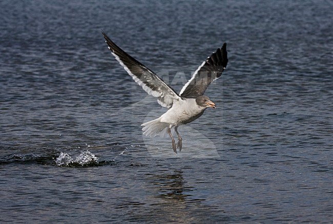 Dolfijnmeeuw, Dolphin Gull, Leucophaeus scoresbii stock-image by Agami/Marc Guyt,