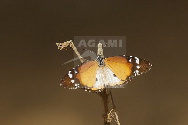 African Monarch butterfly (Danaus chrysippus alcippus) on a dry culm against brown background in Gambia, Africa stock-image by Agami/Kari Eischer,