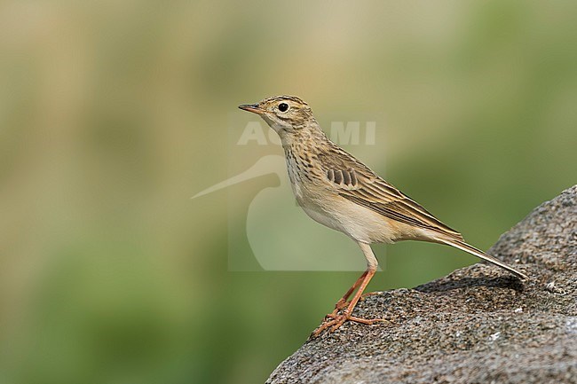 Blyth's Pipit - Steppenpieper - Anthus godlewski, Russia, adult stock-image by Agami/Ralph Martin,