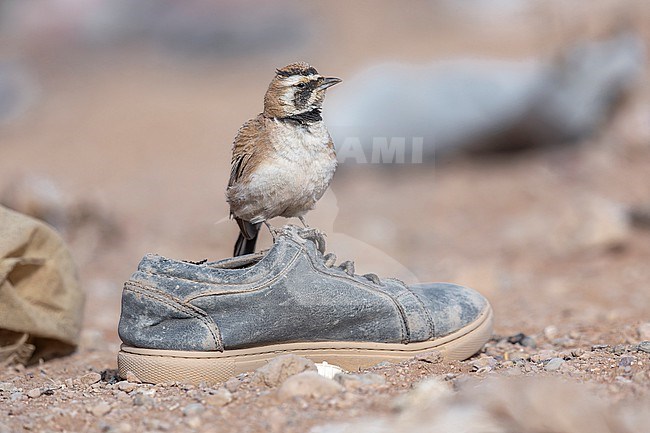 First summer male Temminck's Lark (Eremophila bilopha) in Boumalne Dadès, Morocco. stock-image by Agami/Vincent Legrand,