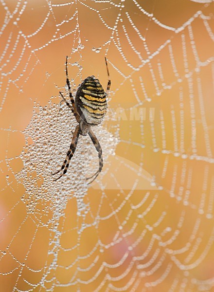 Wespenspin in web; Wasp spider in web stock-image by Agami/Han Bouwmeester,