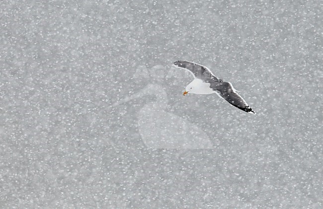 Zilvermeeuw in de vlucht in sneeuw; European Herring Gull in flight in snow stock-image by Agami/Markus Varesvuo,