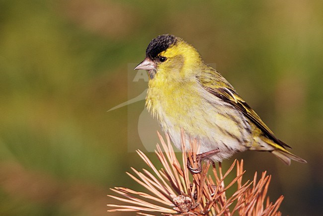 Mannetje Sijs in denneboom; Male Eurasian Siskin in pine stock-image by Agami/Markus Varesvuo,