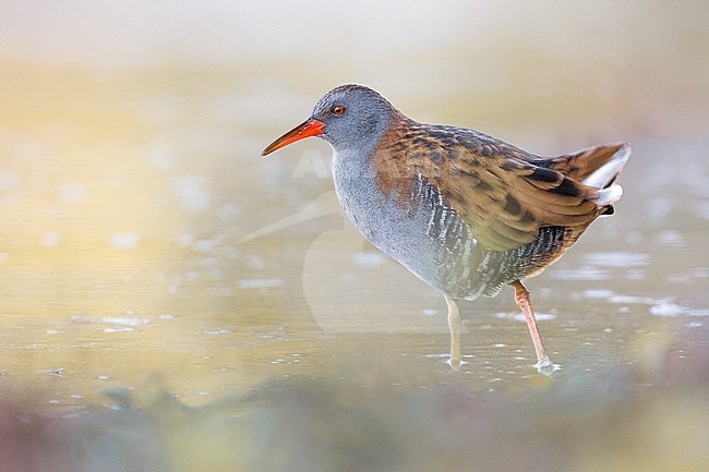 Adult Water Rail (Rallus aquaticus) standing in shallow water in Italy. stock-image by Agami/Daniele Occhiato,