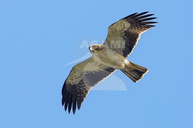 Aquila minore; Aquila pennata; Hieraetus pennatus; Booted Eagle stock-image by Agami/Daniele Occhiato,