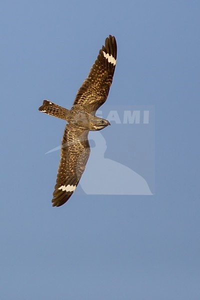 Adult male
Kern Co., CA
June 2005 stock-image by Agami/Brian E Small,