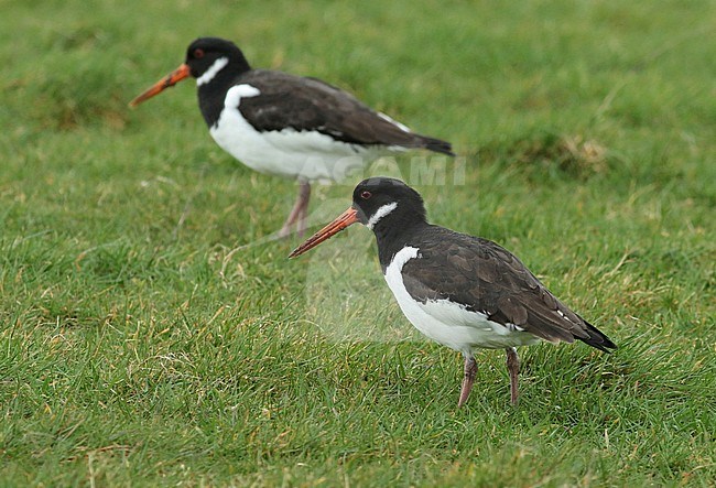 Eurasian Oystercatcher (Haematopus ostralegus), second calender year standing in a Dutch meadow, seen from the side. stock-image by Agami/Fred Visscher,