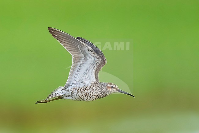 Adult breeding 
Galveston Co., TX
May 2023 stock-image by Agami/Brian E Small,