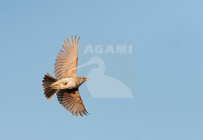 Crested Lark (Galerida cristata pallida) flying over the Spanish steppes. stock-image by Agami/Marc Guyt,