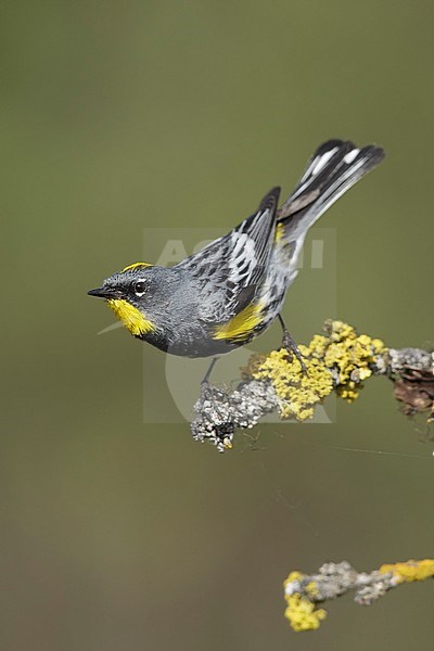 Adult male Audubon's Warbler (Setophaga auduboni) in summer plumage in the Kamloops, British Columbia in June 2015. stock-image by Agami/Brian E Small,