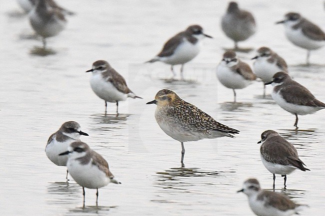 Pacific Golden Plover (Pluvialis fulva) wintering in Myanmar. Sanding in shallow water surrounded by Lesser Sand Plovers. stock-image by Agami/Laurens Steijn,