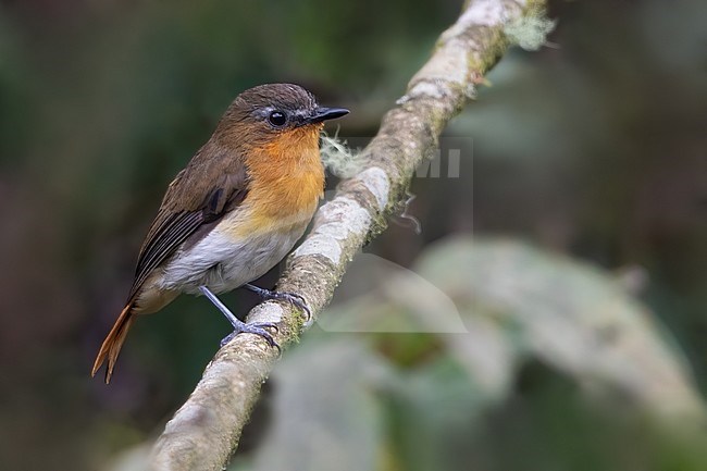 White-bellied Robin-Chat (Cossyphicula roberti) perched on a branch in a montane rainforest in Equatorial Guinea and Bioko. stock-image by Agami/Dubi Shapiro,