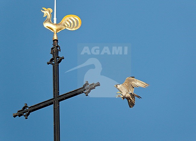 Peregrine Falcon (Falco peregrinus) landing on the top of the church tower of the Sint Landricuskerk in Echt, Limburg, Netherlands. stock-image by Agami/Ran Schols,